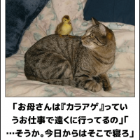 彼女がいる男のおとし方 だまされない女のつくり方